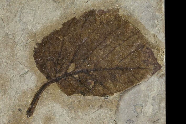 Miocene Fossil Oak Leaf (Quercus) - Nebraska #130420